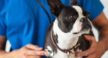 Hai notato che il cane ha il pelo opaco? Attenzione: può essere questa preoccupante patologia