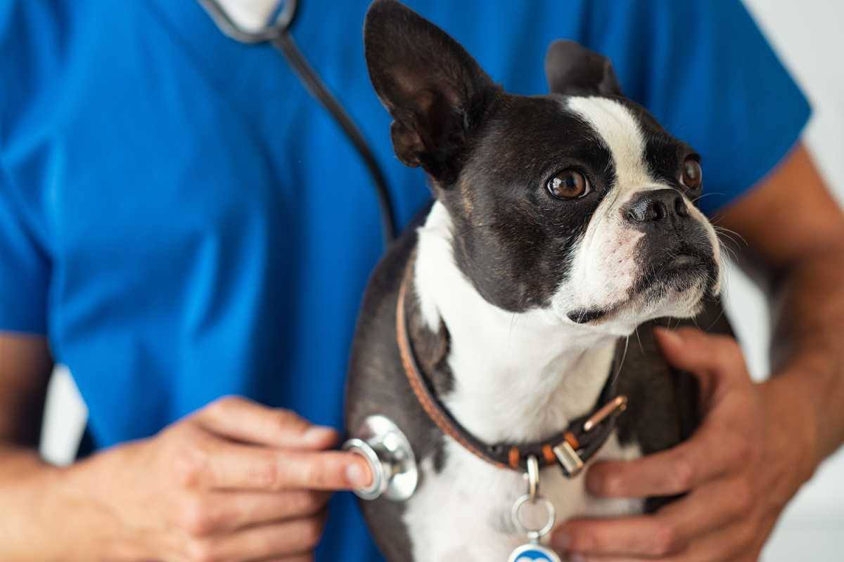 bulldog visitato dal veterinario
