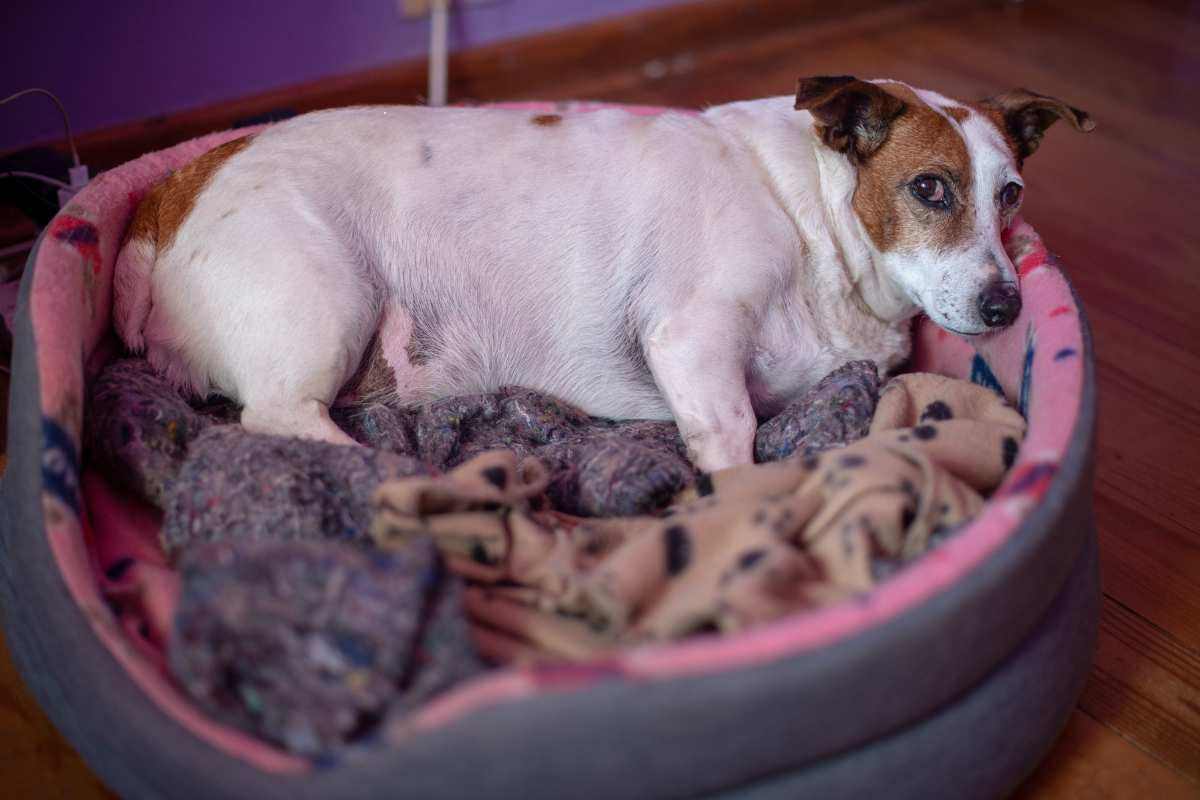 cagnolina incinta nella sua cuccia
