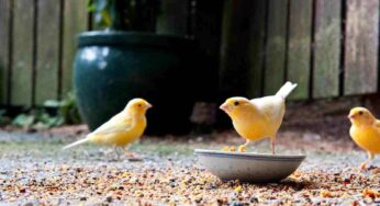 Alimentazione dei canarini: come supportarli durante il periodo della riproduzione