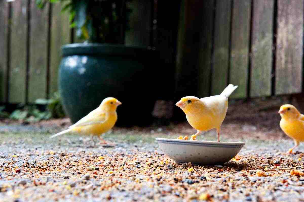 canarini che mangiano