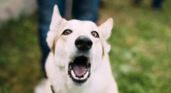 Cane che abbaia senza motivo: i consigli degli addestratori per insegnargli a smettere