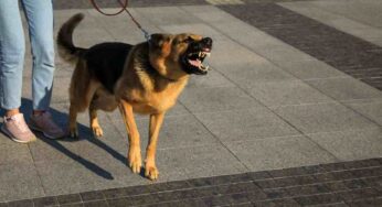 Cosa fare quando una persona ha paura del tuo cane: passaggi fondamentali per non complicare la situazione
