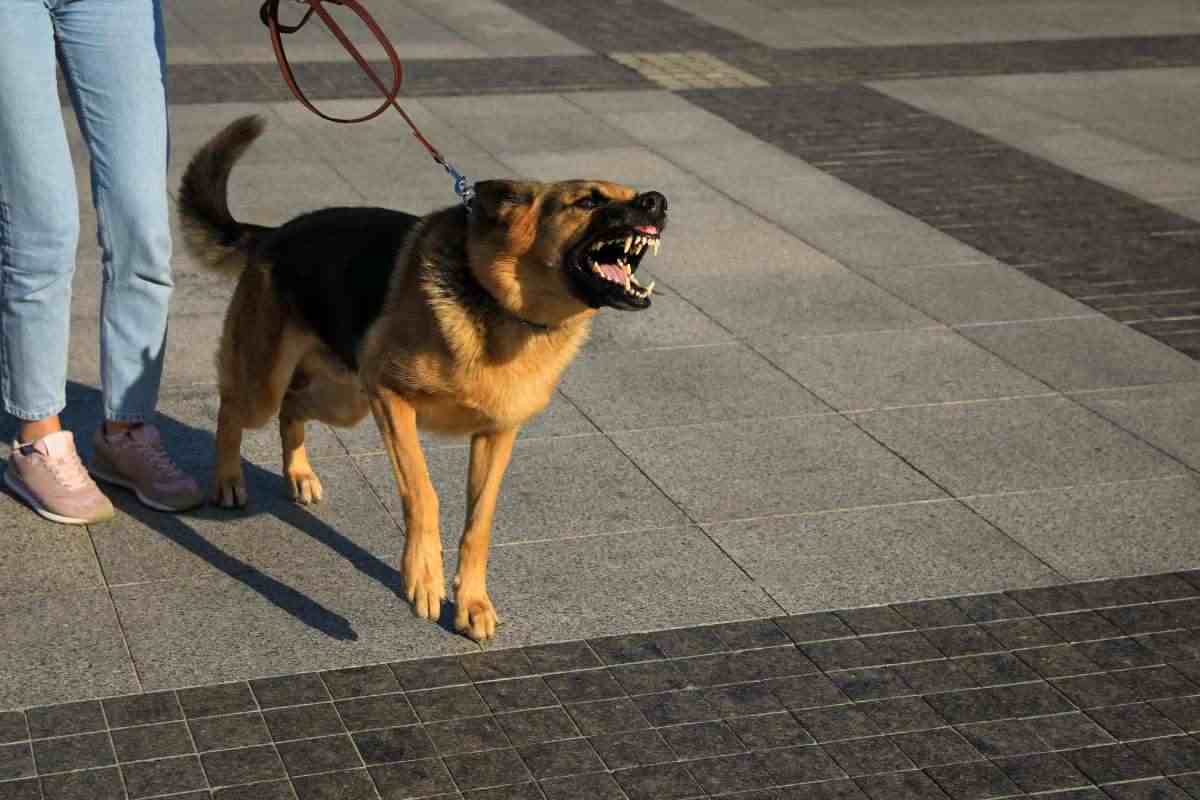 cane al guinzaglio molto aggressivo