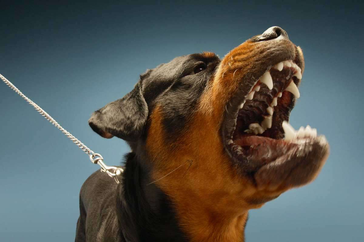 Rottweiler molto aggressivo