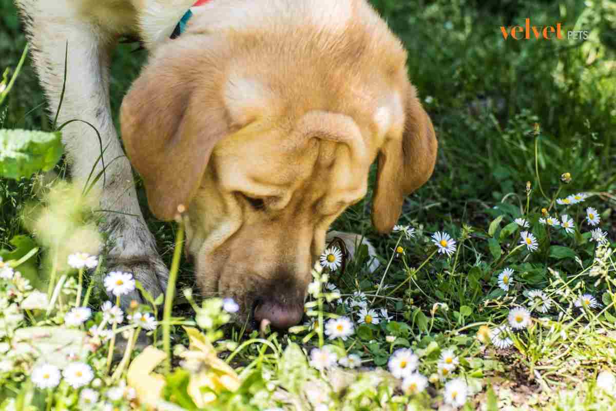 cane che annusa il prato