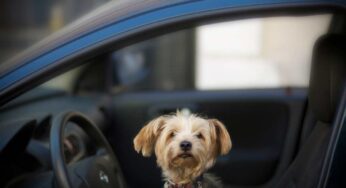 Spostamenti in auto col cane, attenzione: in questo caso la multa è altissima