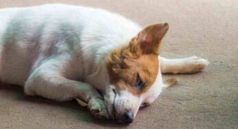 Cosa fare se il nostro cane è stato avvelenato da cibi in strada: le procedure per salvargli la vita