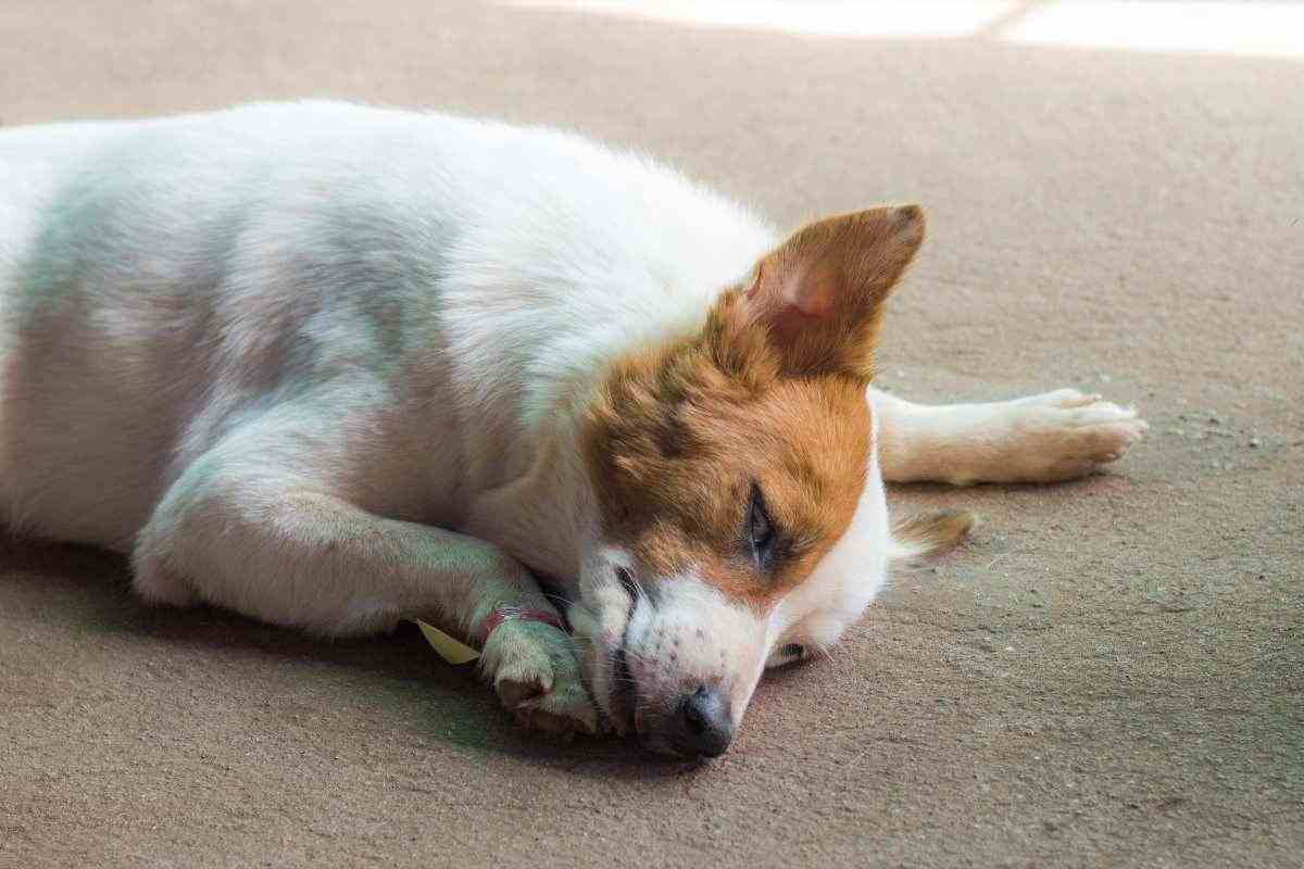 cane avvelenato che sta molto male