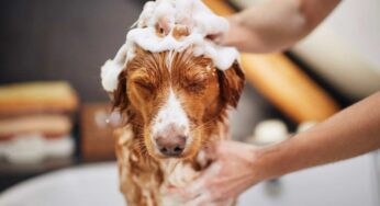 Il bagnetto al cane non dev’essere un dramma: ecco come abituarlo ad ogni passaggio, dal lavaggio al phon