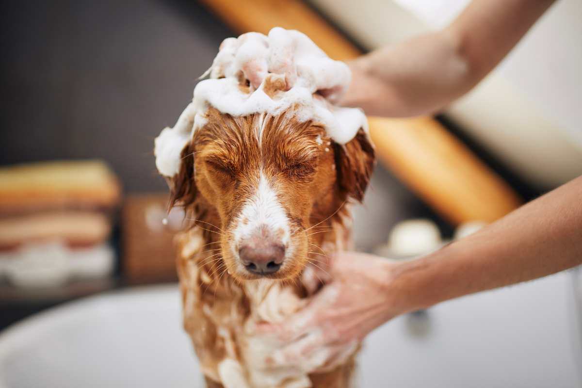 cane fa il bagnetto tranquillamente