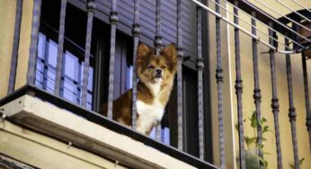 Cani che amano il silenzio: queste razze abbaiano pochissimo e sono perfette per vivere in condominio