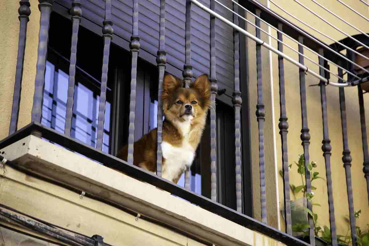 cane affacciato al balcone