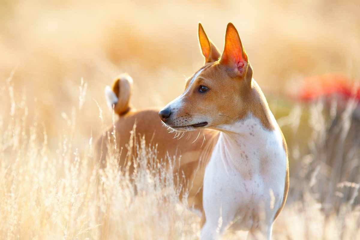 cane di razza Basenji