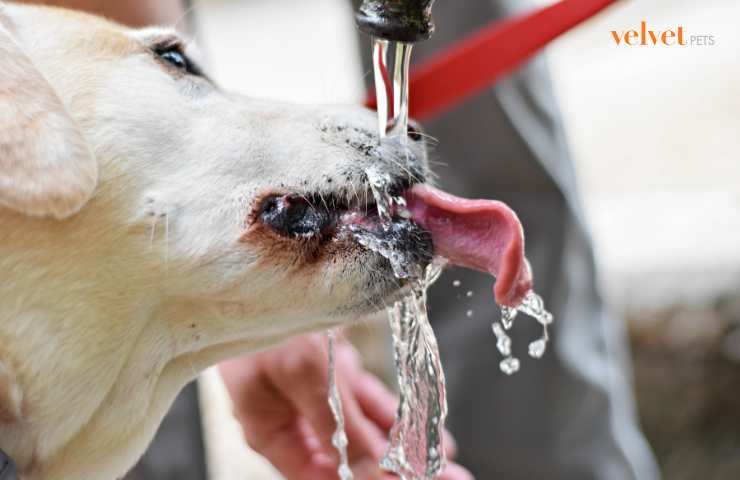 cane che beve con la lingua di fuori