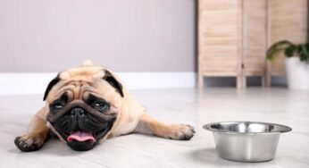 Arrivo del caldo torrido, cosa fare per non far soffrire il cane: i consigli dei veterinari