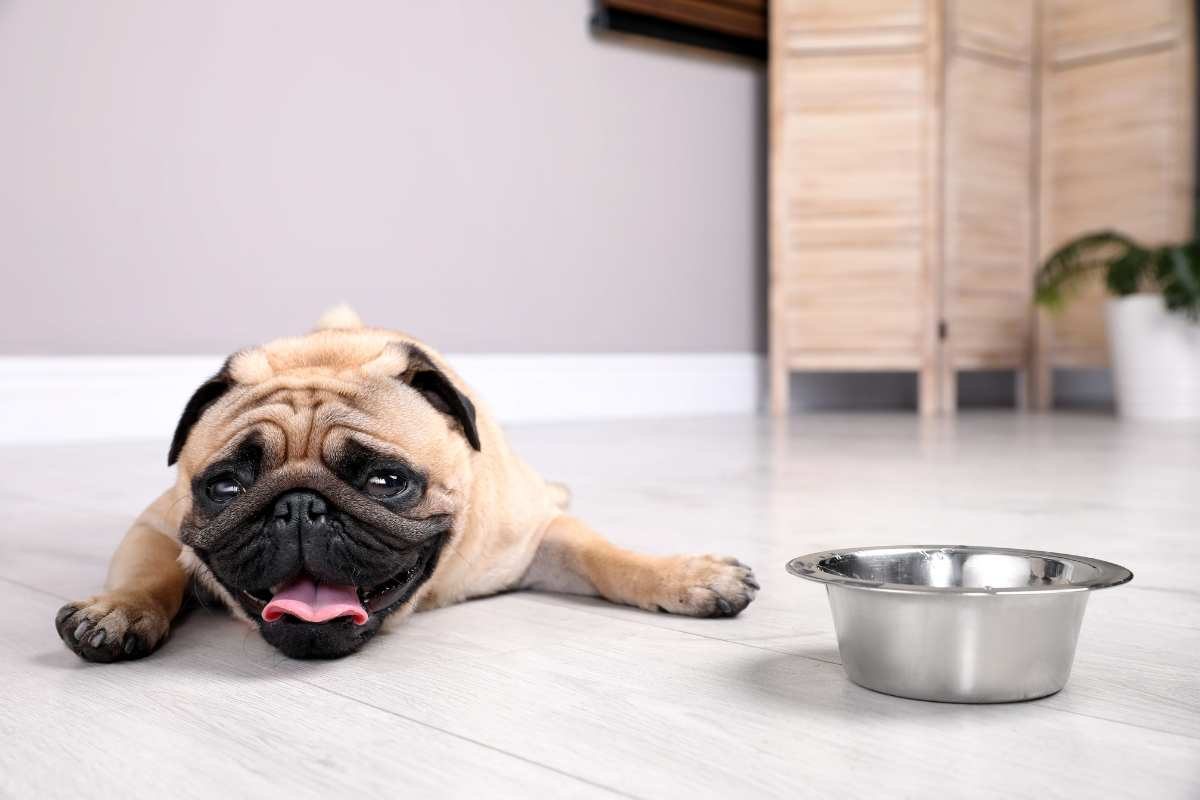 cane che soffre per il troppo caldo