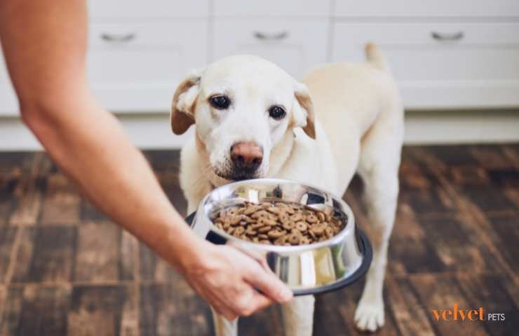 Cibo nella ciotola per il cane