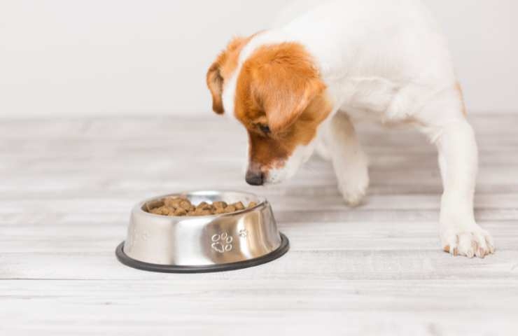 cane osserva la ciotola con i croccantini