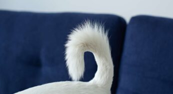 Perchè un cane scodinzola: cosa sta trasmettendo alla persona cha ha davanti