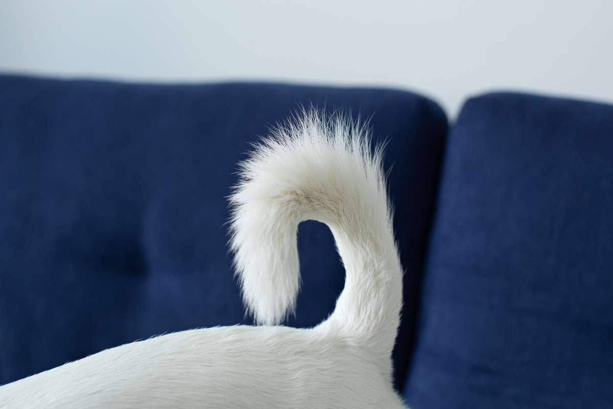 coda del cane bianca