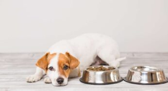 Cane che non ama mangiare croccantini: i trucchi degli esperti per farglieli apprezzare in poco tempo