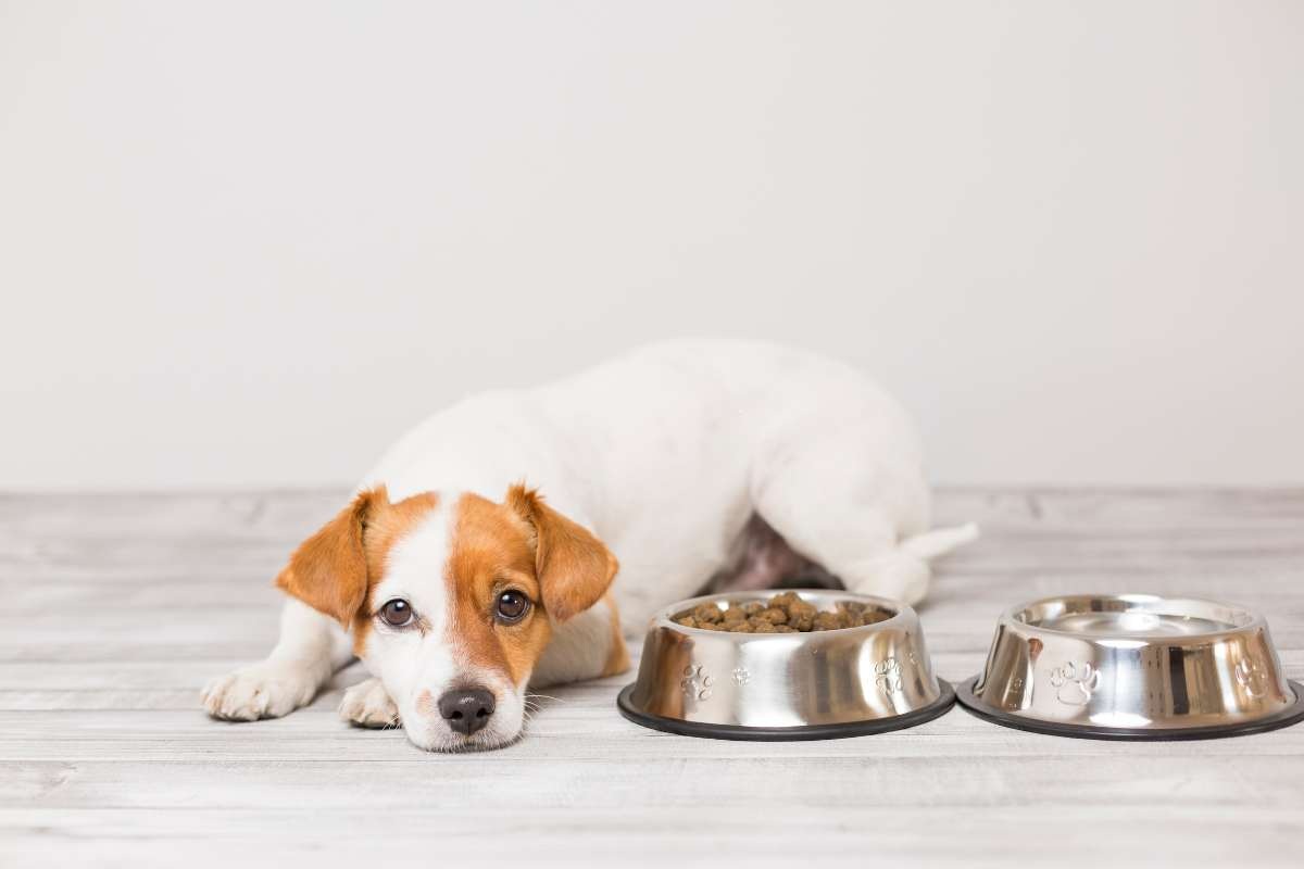 cane non mangia i croccantini