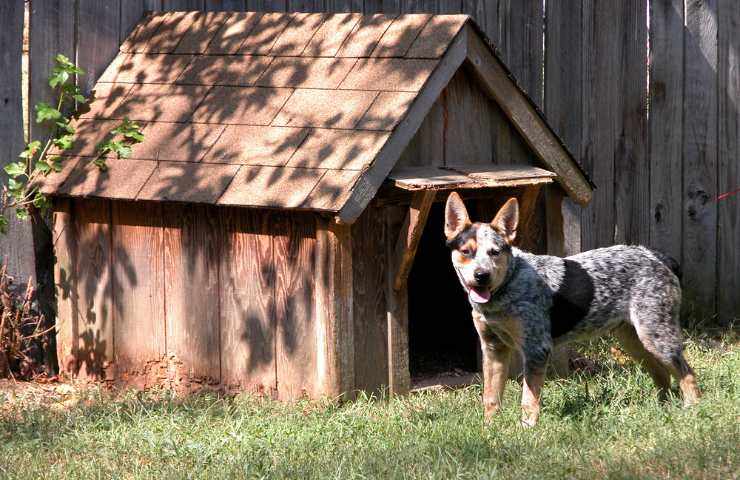 cane in giardino con la sua cuccia