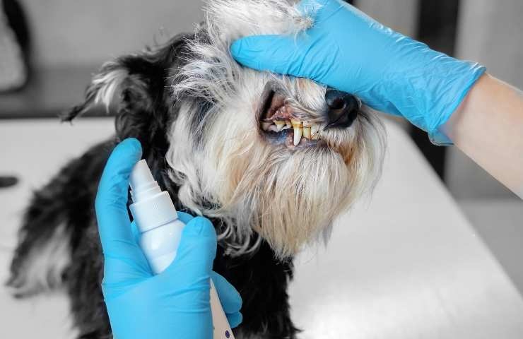 denti del cane con tartaro evidente