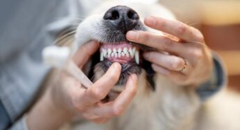 Tartaro dentale nei cani: molti non conoscono questo serio rischio ed ignorano il problema