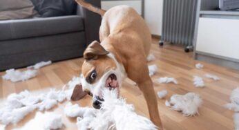 Anche il tuo cane rompe qualsiasi cosa in casa? Piccolo trucco per farlo smettere immediatamente