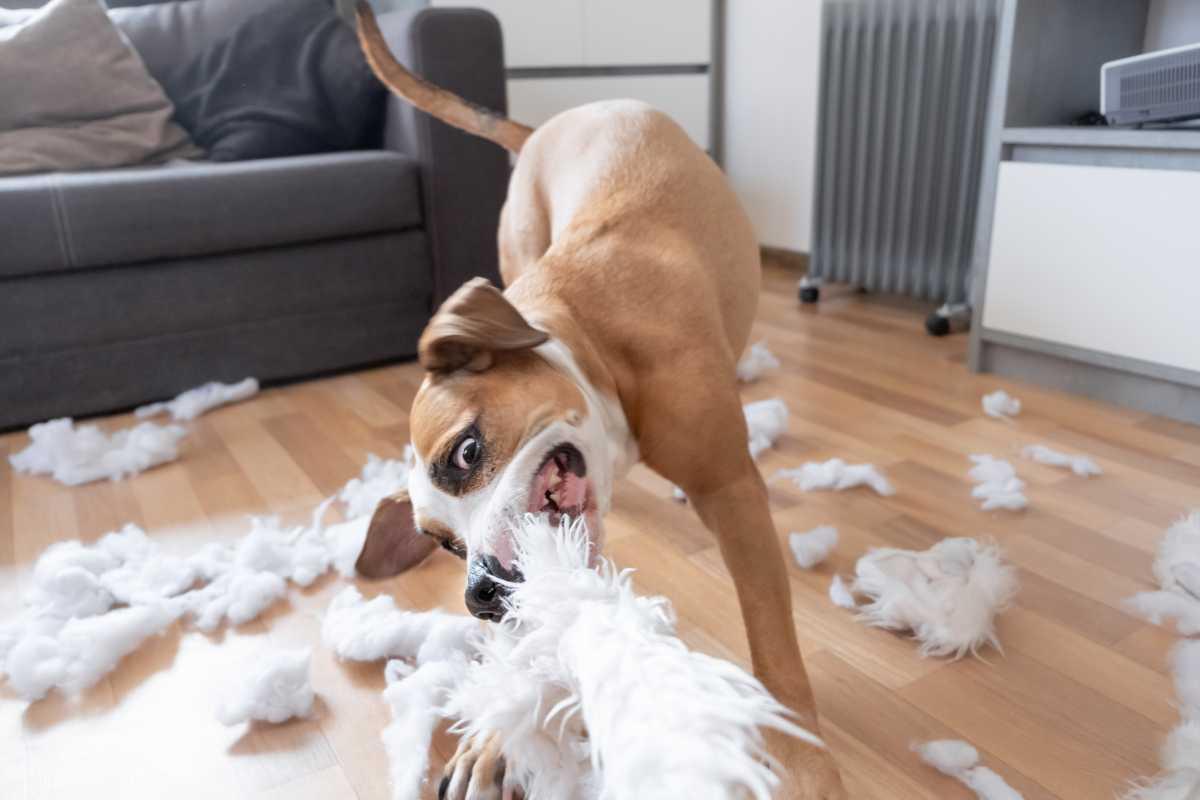 cane che distrugge il divano a morsi