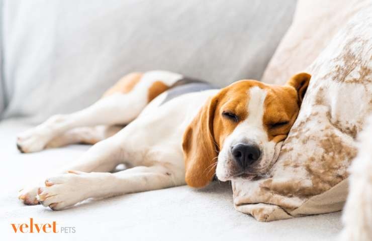 Cane che dorme sereno e rilassato