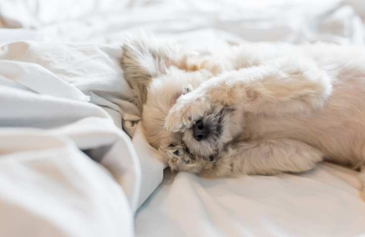 barboncino bianco dorme nel letto