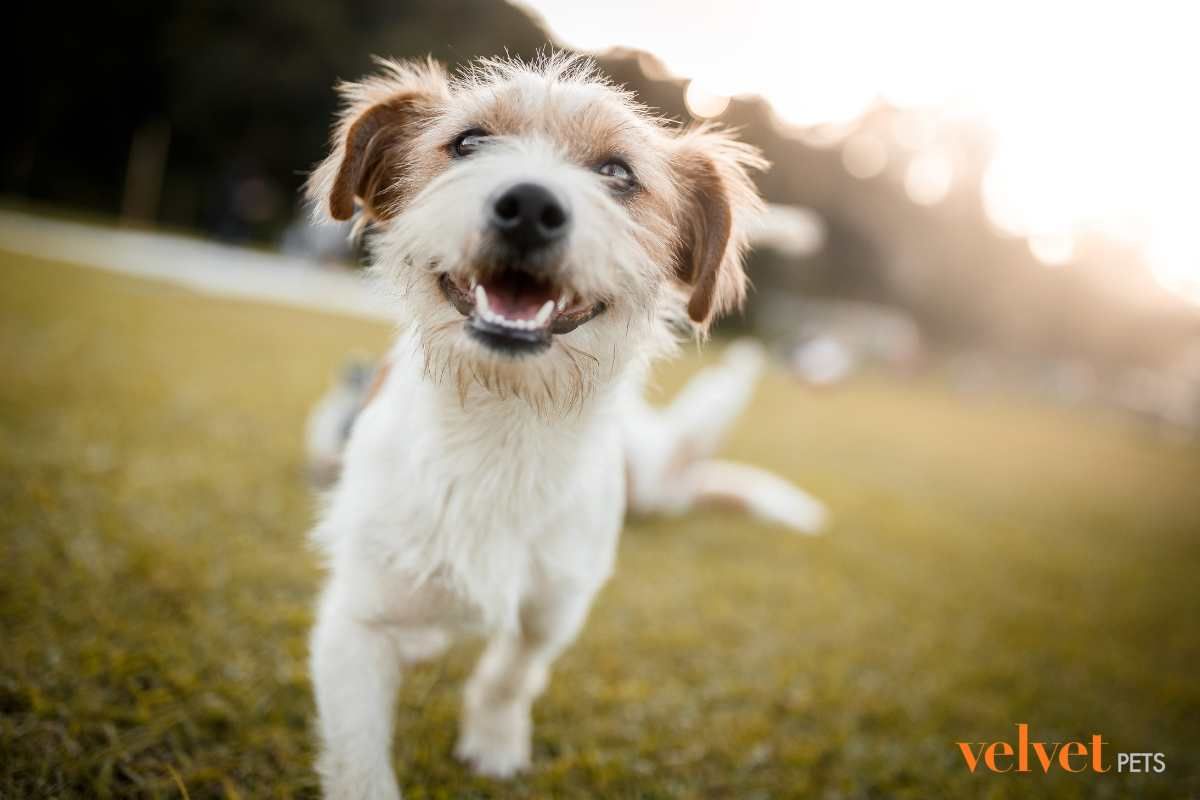cane felice e sorridente al parco