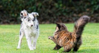 Cane e gatto, la convivenza è possibile: basta evitare queste situazioni potenzialmente molto pericolose