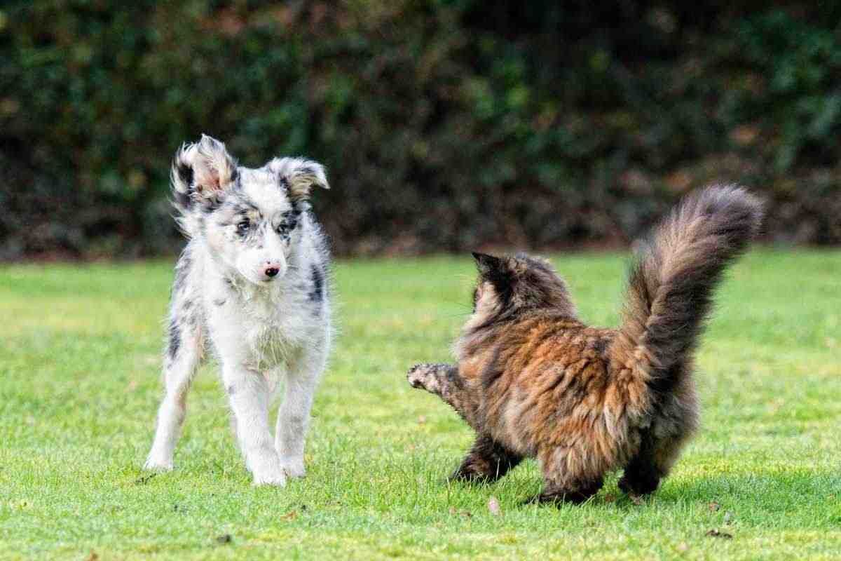 cane e gatto che litigano in giardino