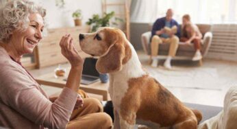 Bastano oggetti di uso comune come questi per stimolare l’attivazione mentale nel cane: ecco gli esempi pratici