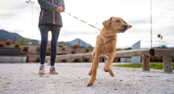 Passeggiata con il cane senza strattoni: come fare se il nostro animale tira troppo il guinzaglio