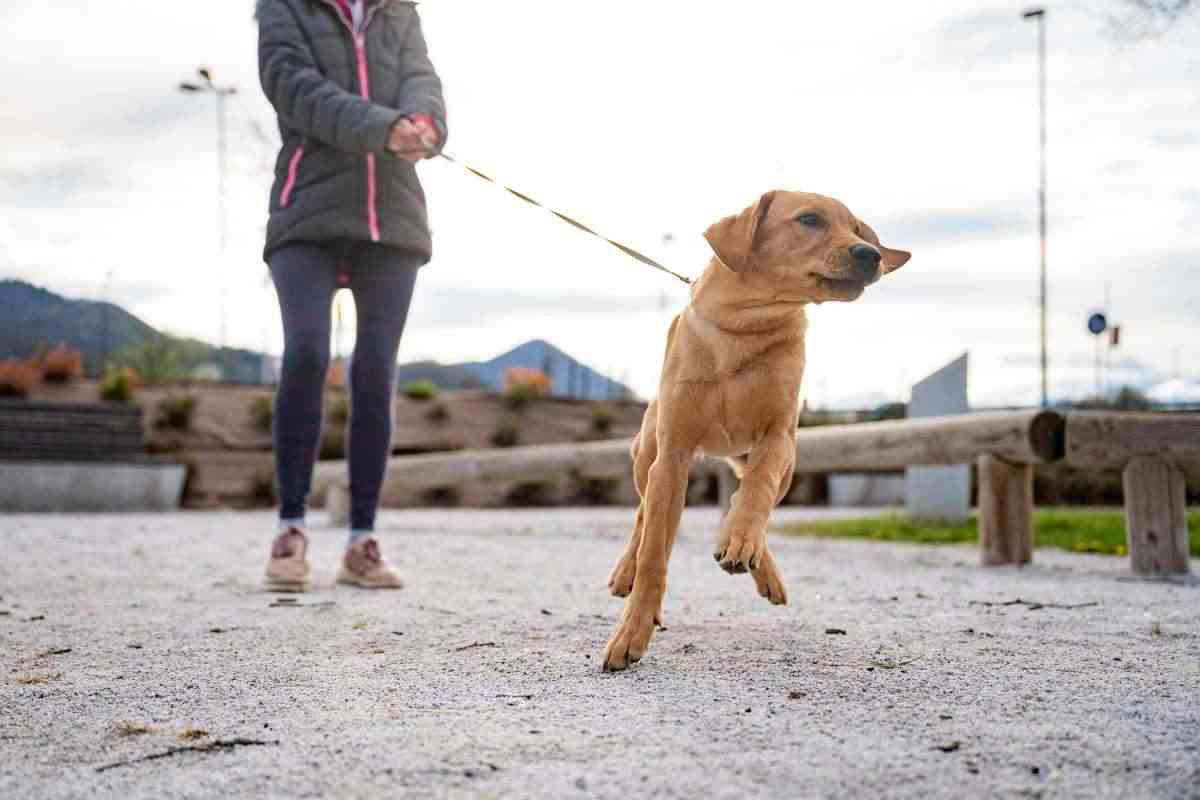 cane che tira al guinzaglio