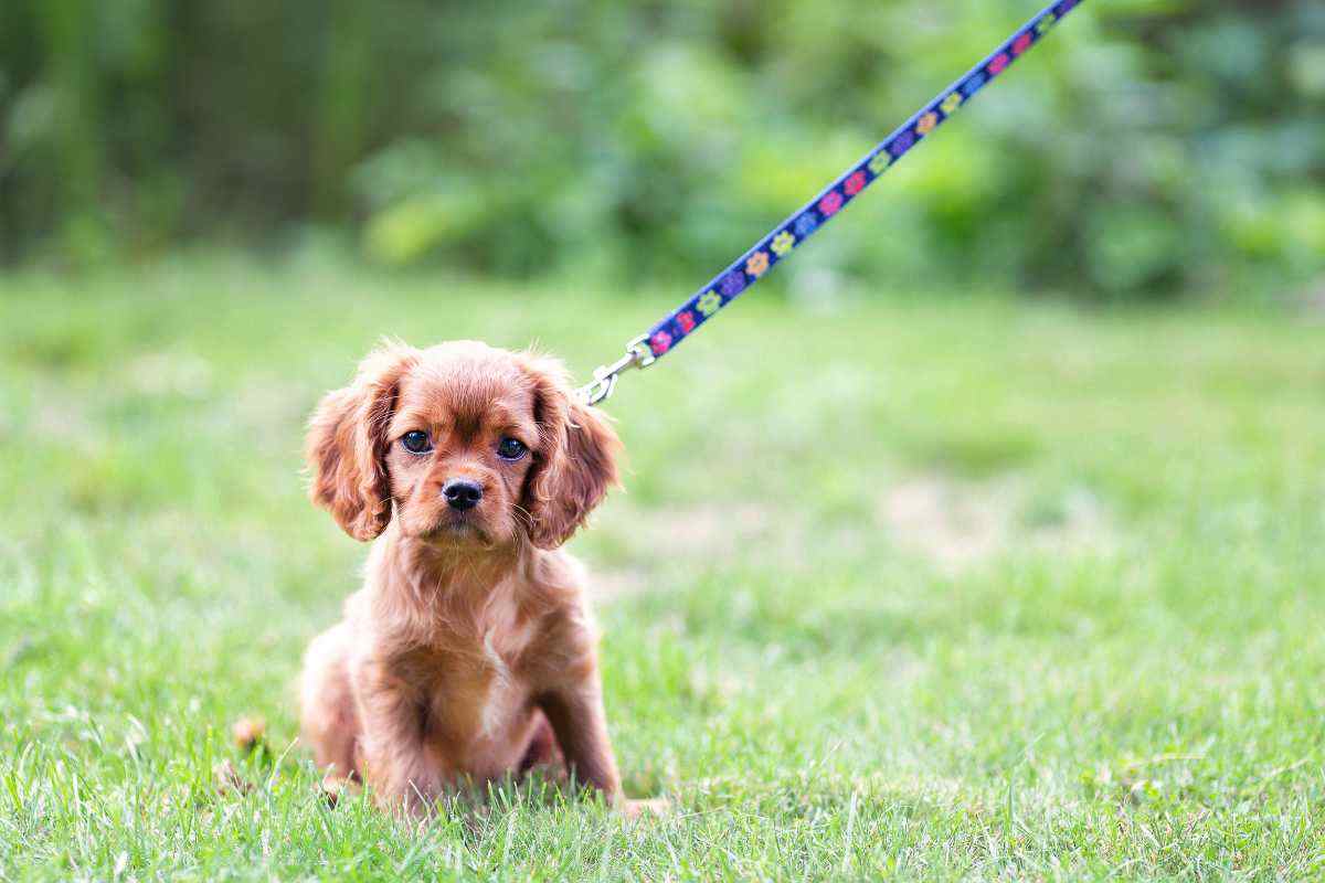 cucciolo di cane al guinzaglio