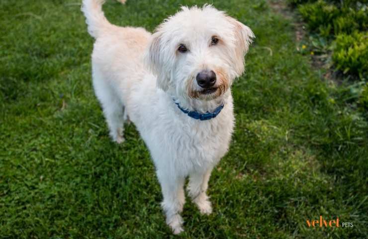 cane bianco in piedi