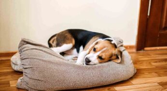 Rimedi casalinghi contro il mal di pancia nel cane: come aiutarlo a superare il momento di crisi