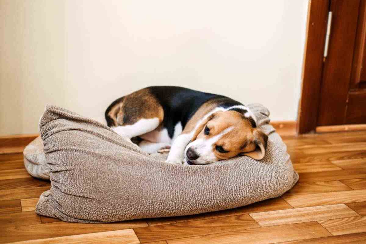 Cane rannicchiato nella cuccia