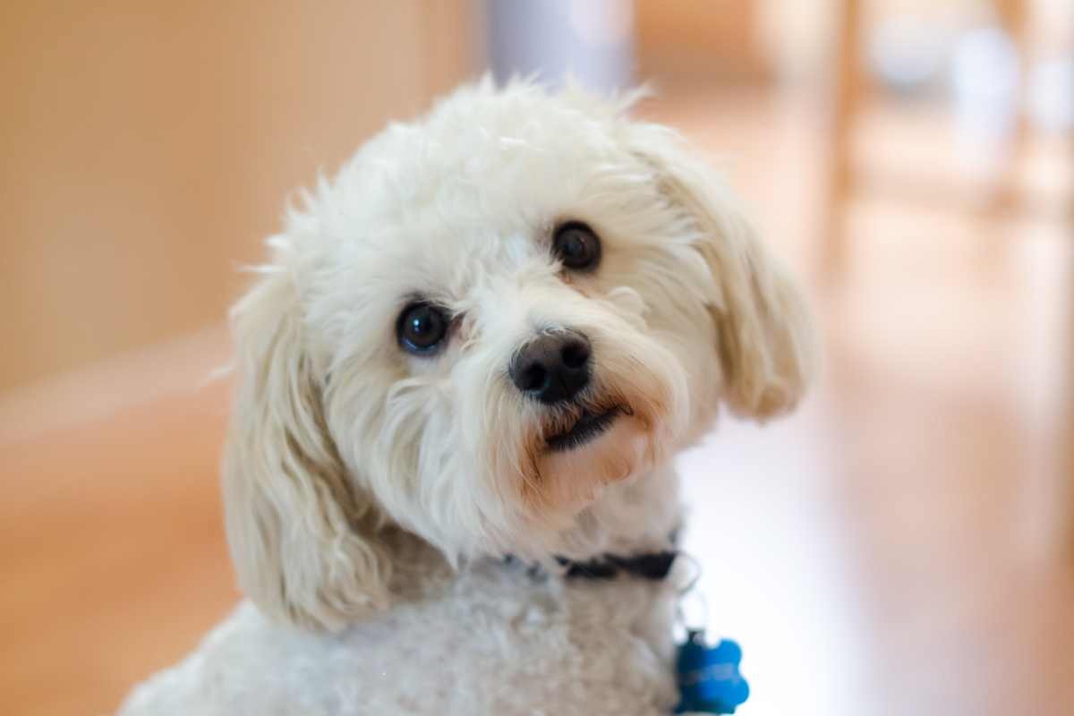 cagnolino maltese bianco