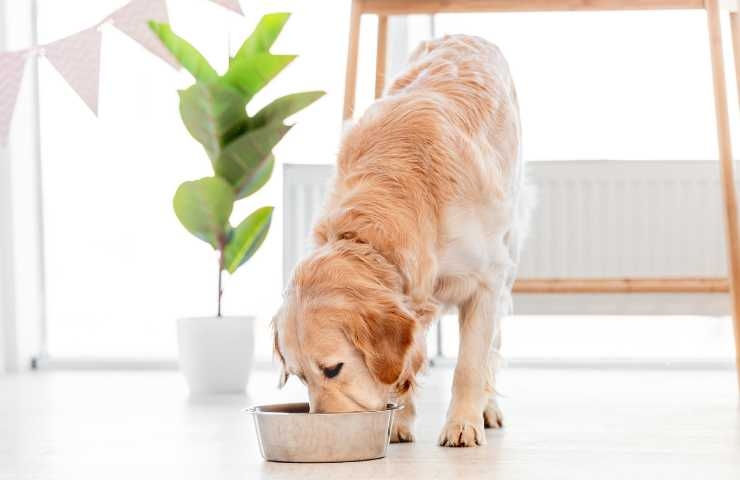 Golden Retriever che mangia dalla ciotola in casa