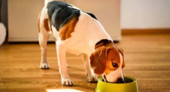 Cibi monoproteici per il cane: a cosa servono e quando è importante smettere di somministrarli