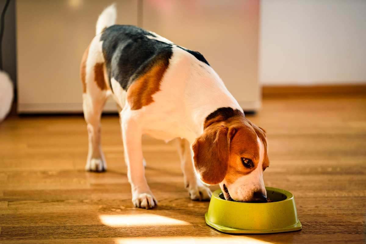 Beagle mangia dalla sua ciotola