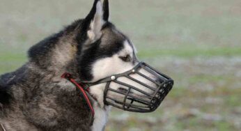 Museruola al cane: a cosa serve davvero e quando è obbligatoria, cosa c’è da sapere