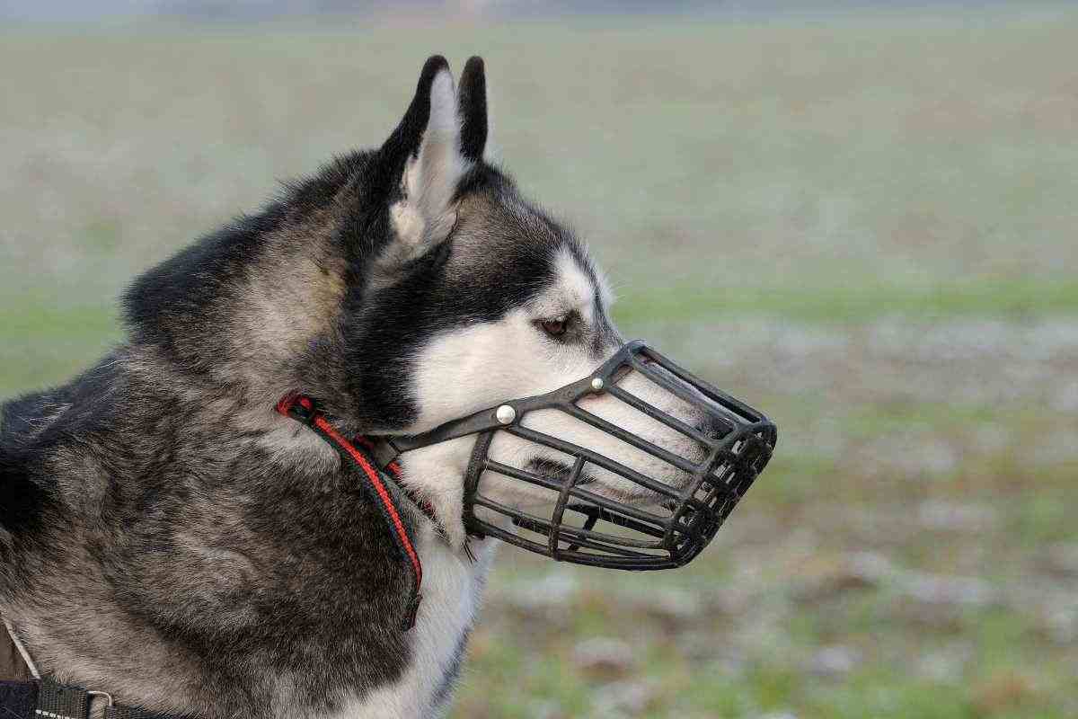 husky siberiano con museruola